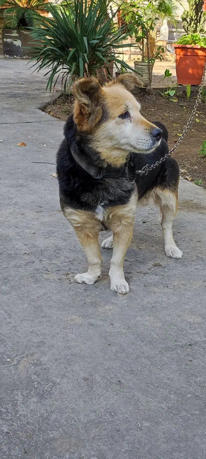 سگ ماده|سگ|ساری, |دیوار