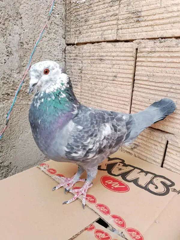 کبوتر مسافتی نر کله ماستی|پرنده|فردیس, سپید دشت|دیوار