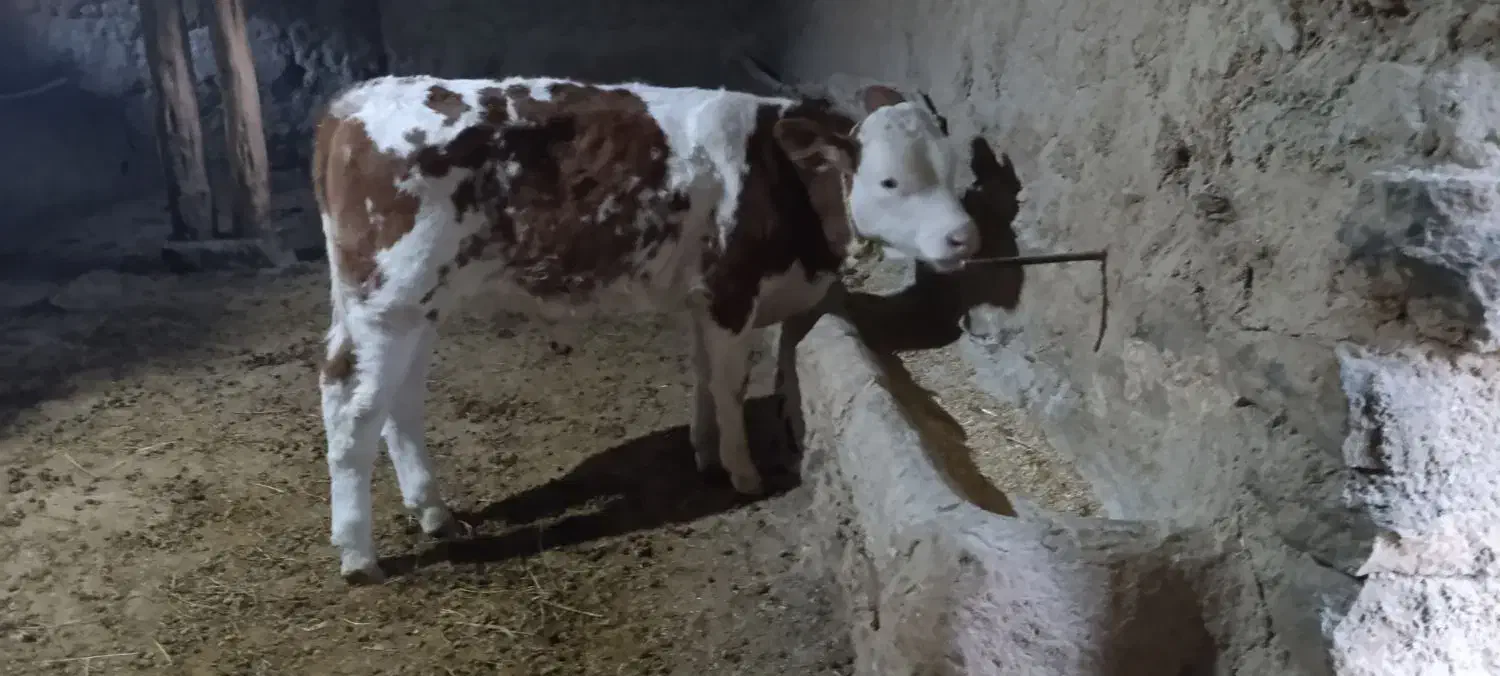 گوساله نر|حیوانات مزرعه|بجنورد, |دیوار