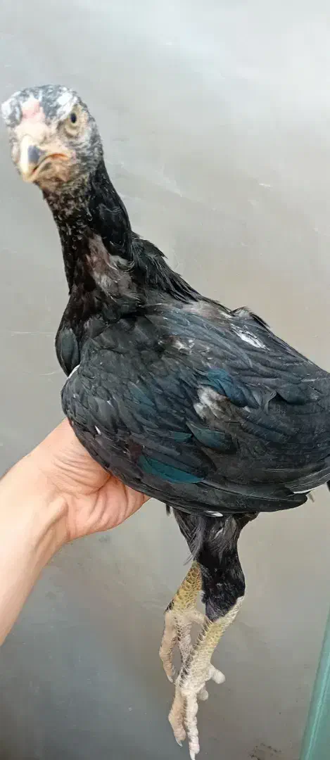 جوجه لاری|حیوانات مزرعه|پیرانشهر, |دیوار