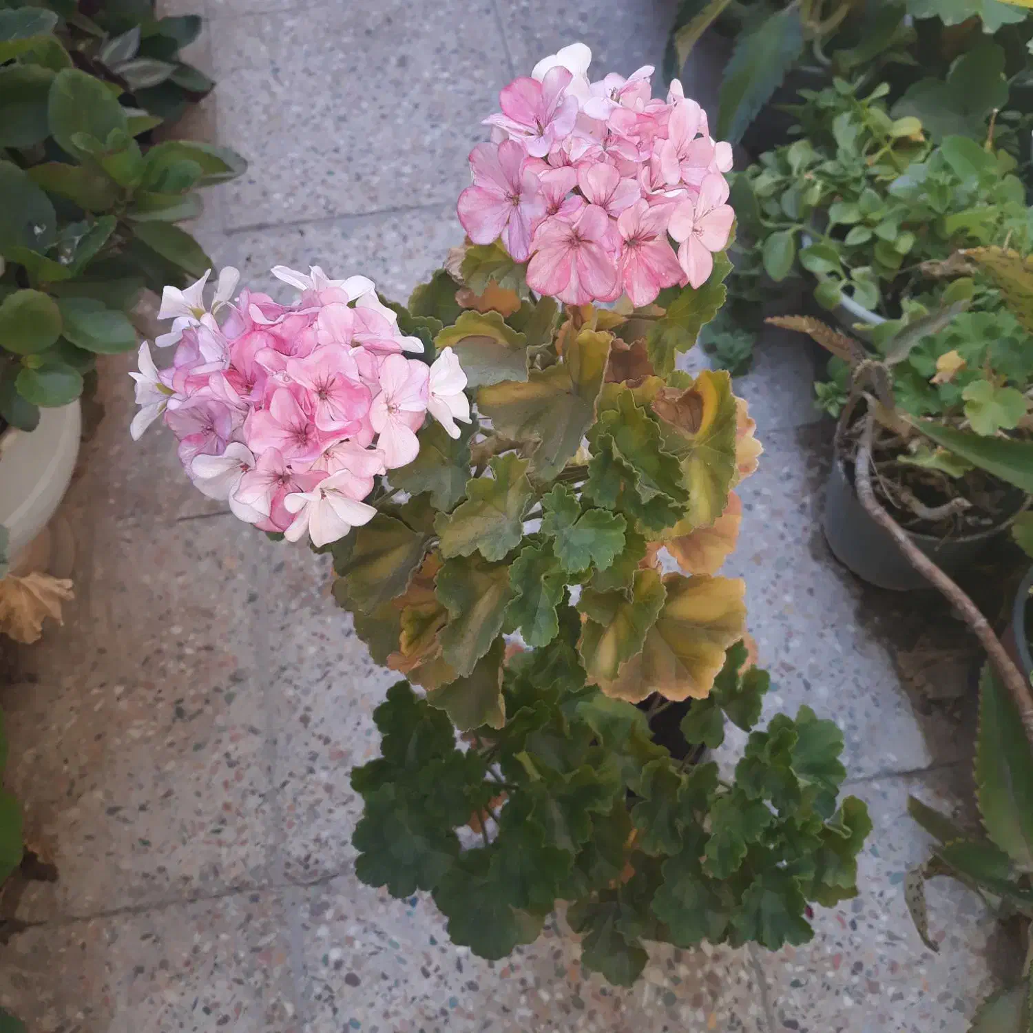 گل طبیعی عمده|گل و گیاه طبیعی|بم, |دیوار