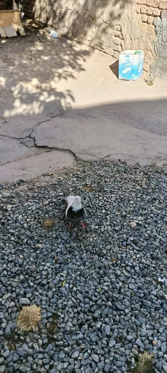 طوقی فولادی نر|پرنده|داران, |دیوار