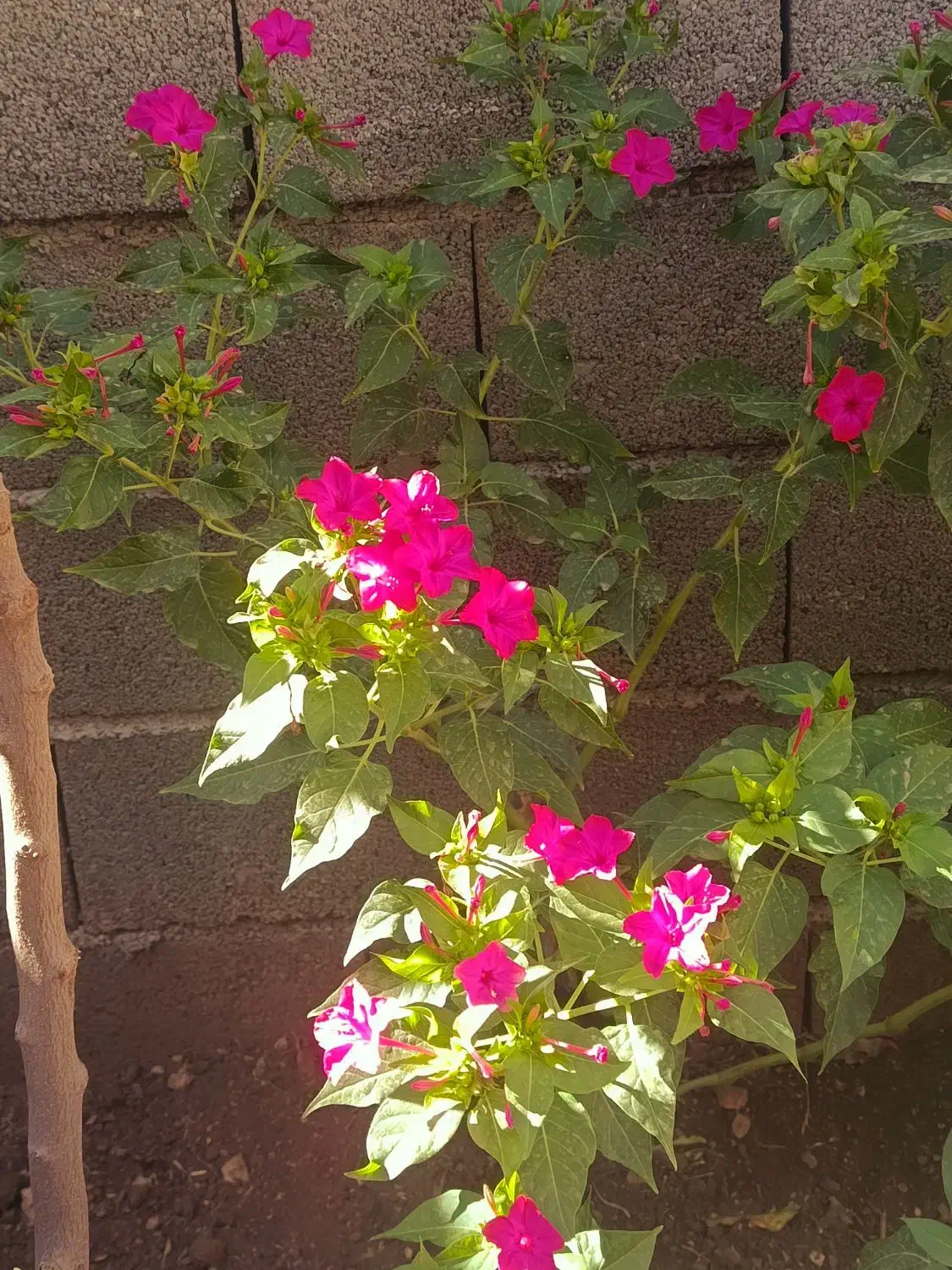 بذر گل|گل و گیاه طبیعی|جوانرود, |دیوار