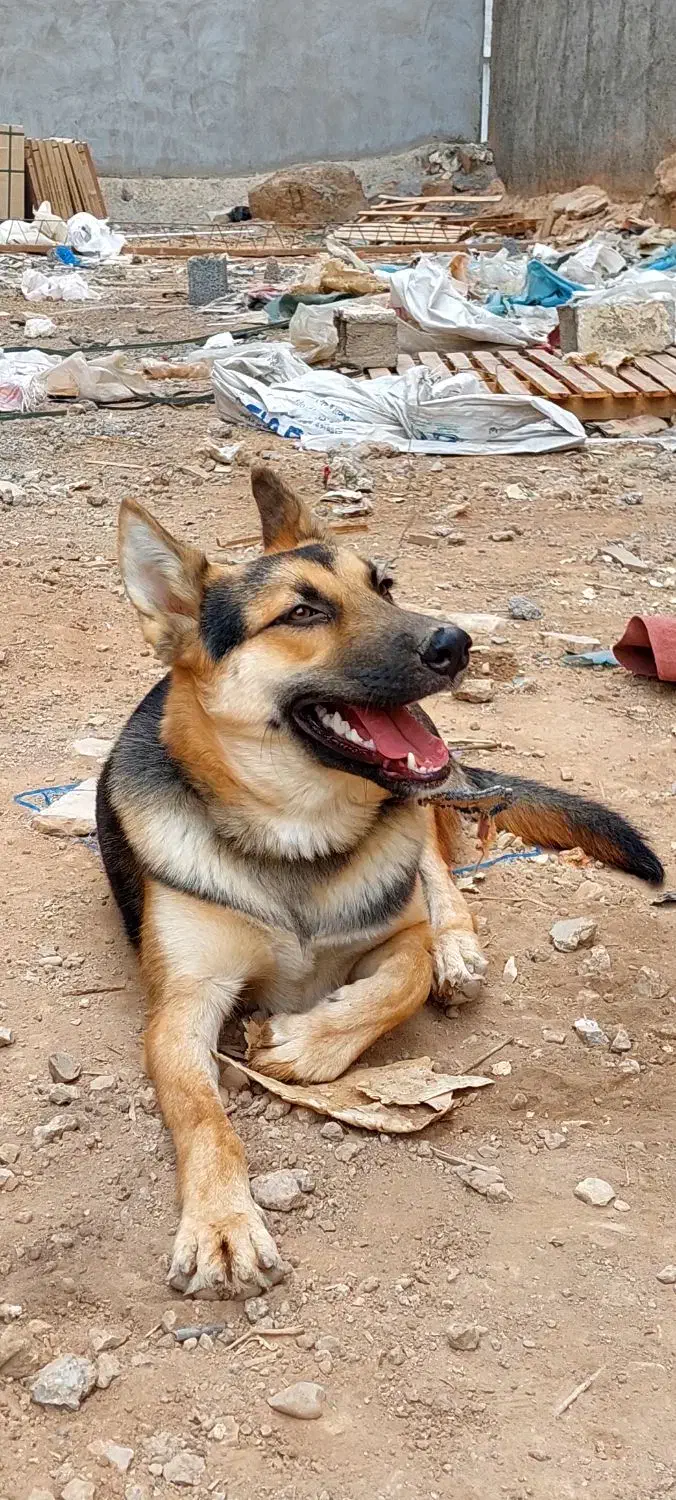 اهواز|سگ|حمیدیه, |دیوار