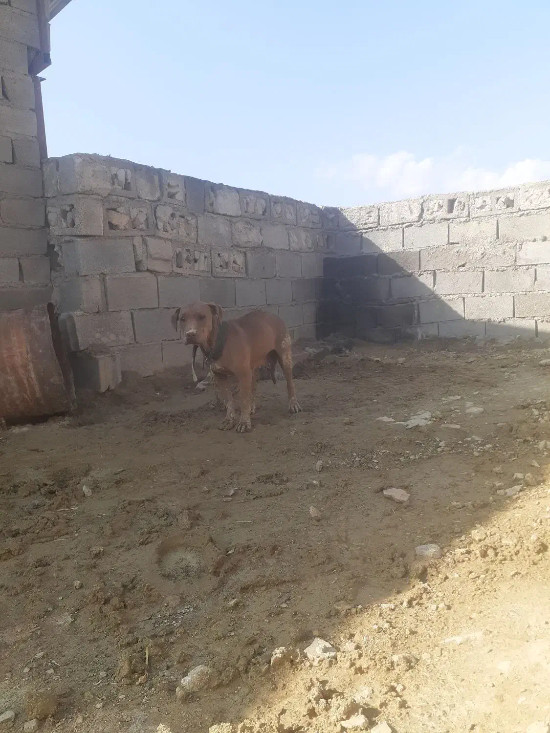 پیتبول ماده|سگ|خرم‌آباد, |دیوار