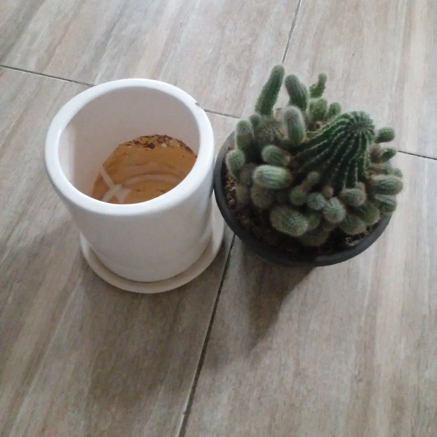 گل و گلدان|گل و گیاه طبیعی|فولادشهر, C8|دیوار