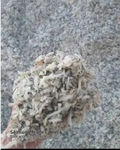 تفاله چغندر قند دامی|عمده‌فروشی|اشنویه, |دیوار