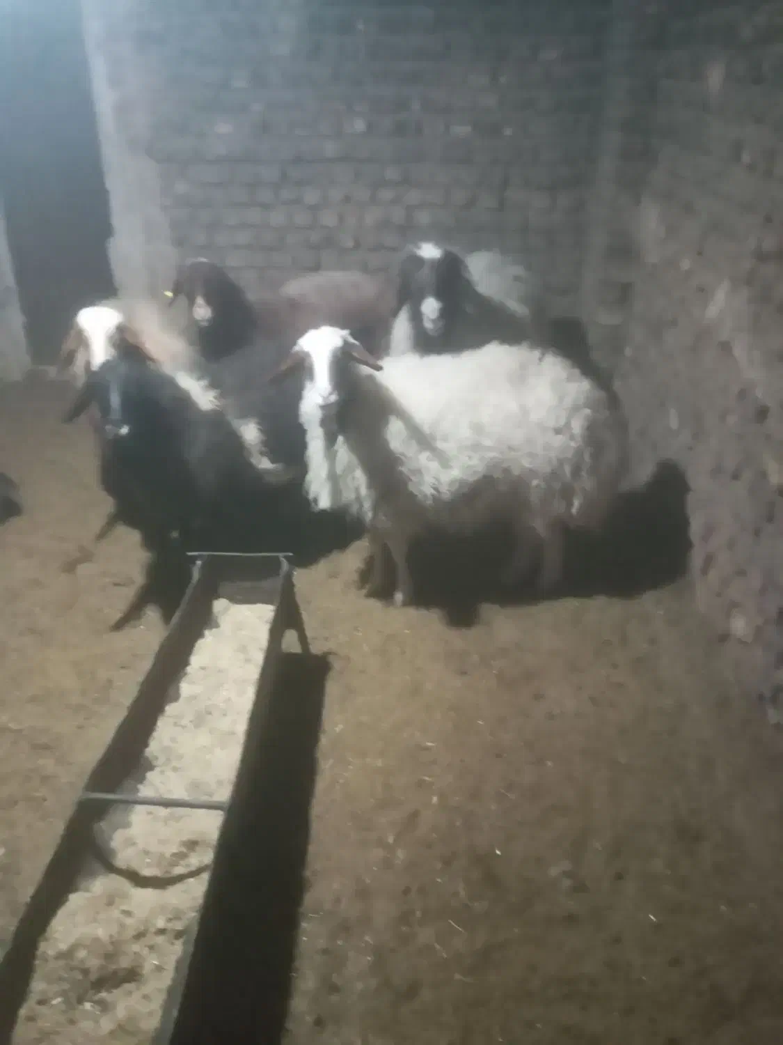 چهار عدد میش اوستن مناسب برای داشتی|حیوانات مزرعه|فردوس (خراسان), |دیوار