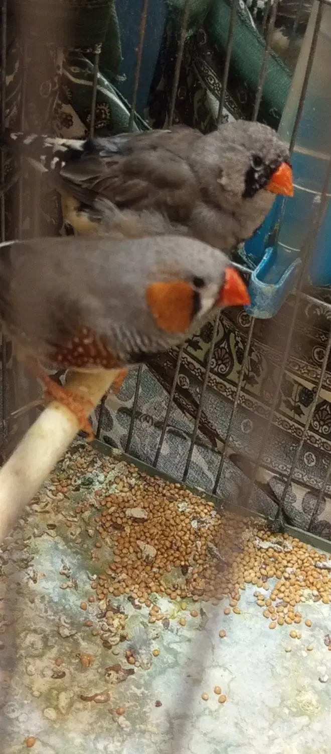 پرندگان|پرنده|کرمان, |دیوار