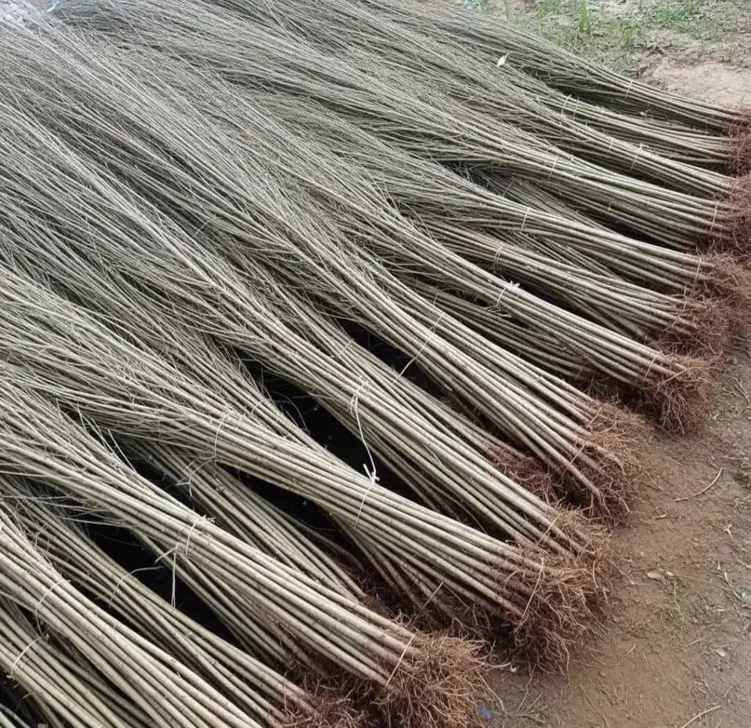 نهال گردو خوشه ای صادراتی (غرب نهال)|خدمات باغبانی و درختکاری|آران و بیدگل, |دیوار