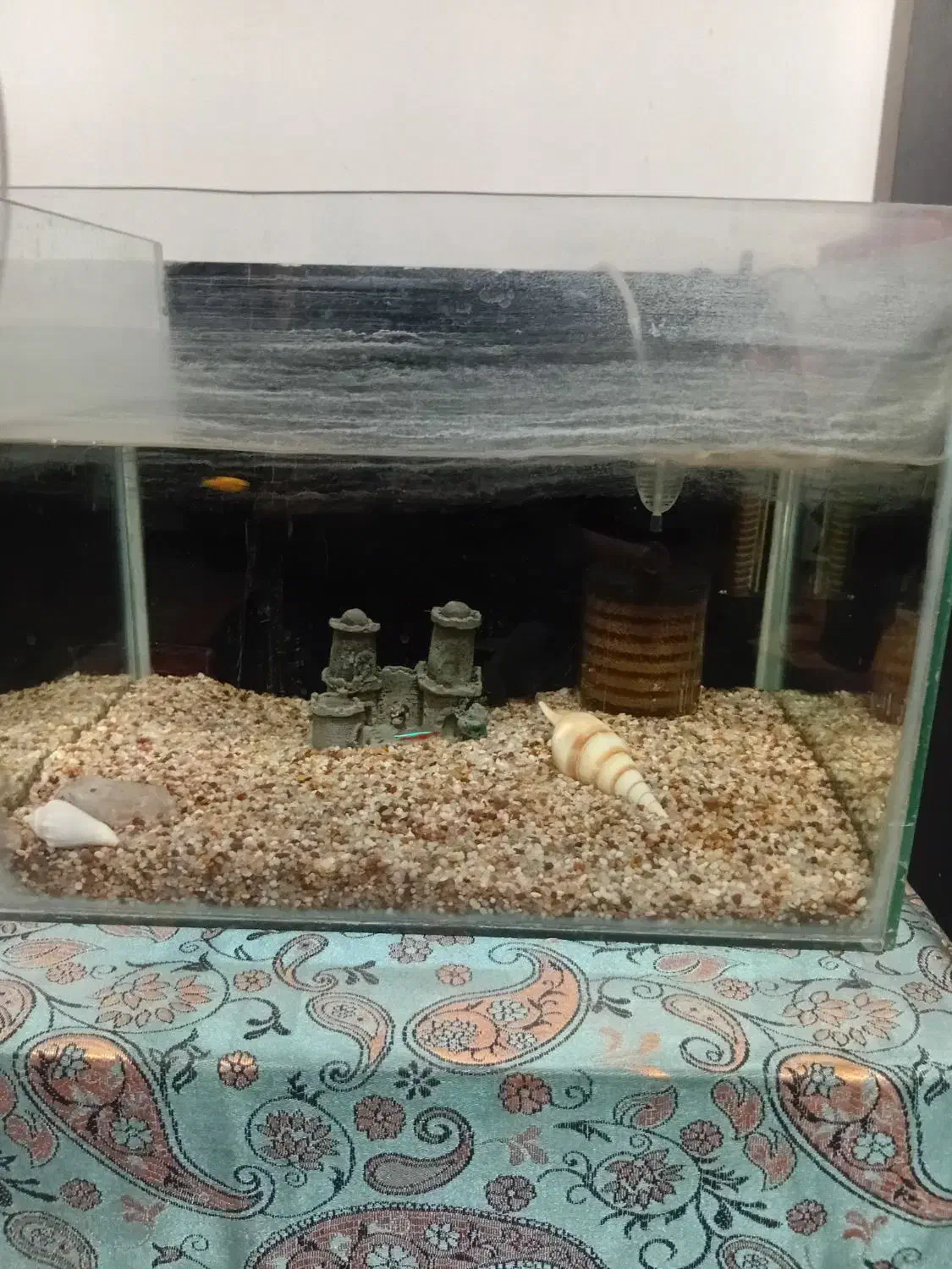 آکواریوم|ماهی|رشت, معلولین|دیوار