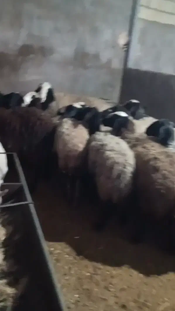 میش شال|حیوانات مزرعه|یزد, |دیوار