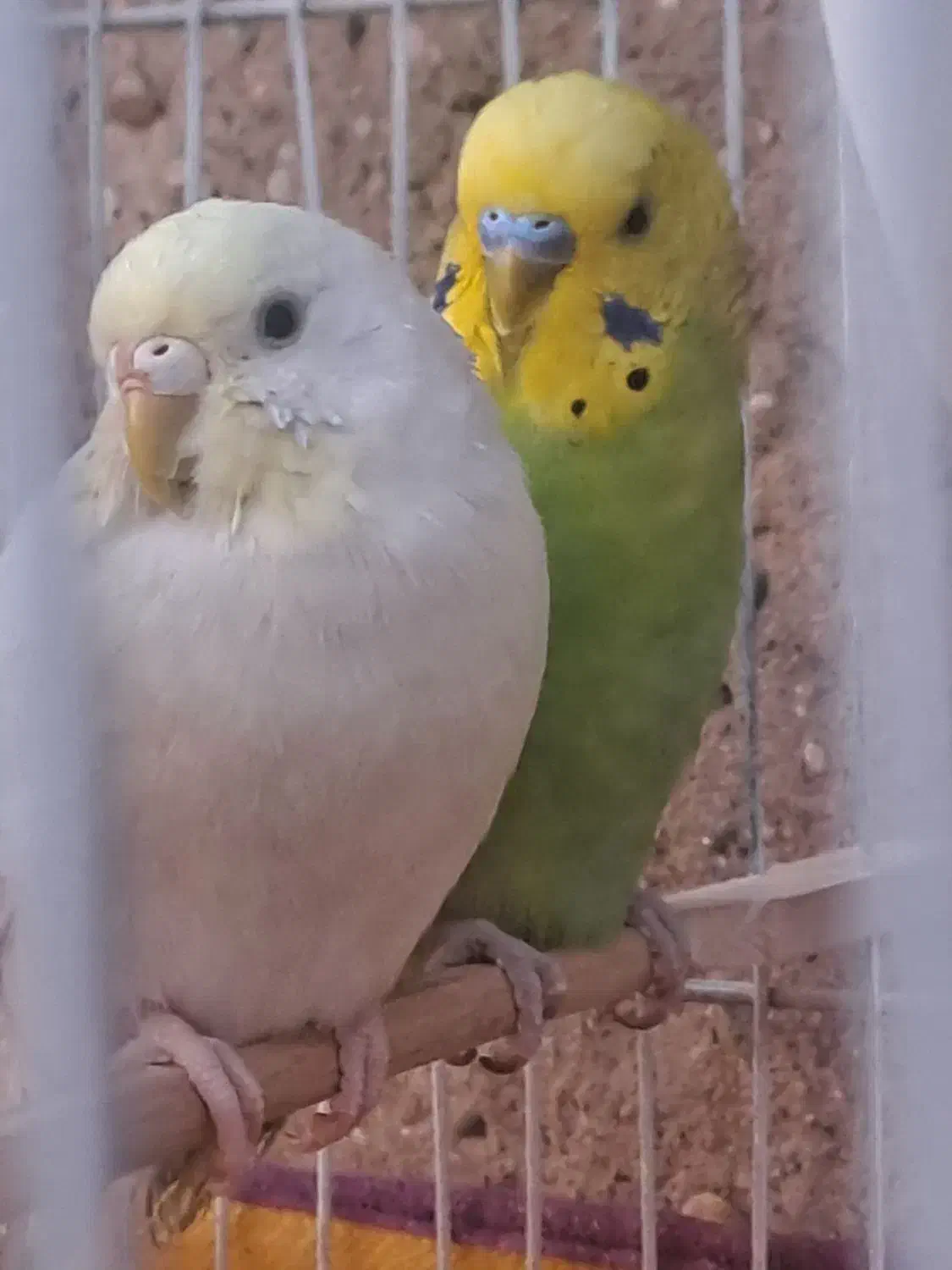 مرغ عشق|پرنده|قم, نیروگاه|دیوار