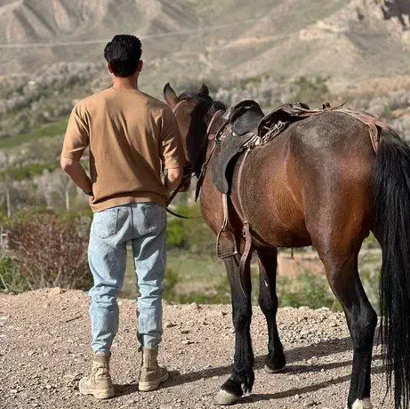 اسب نرترکمن ب شرط|اسب و تجهیزات اسب‌سواری|اسفراین, |دیوار