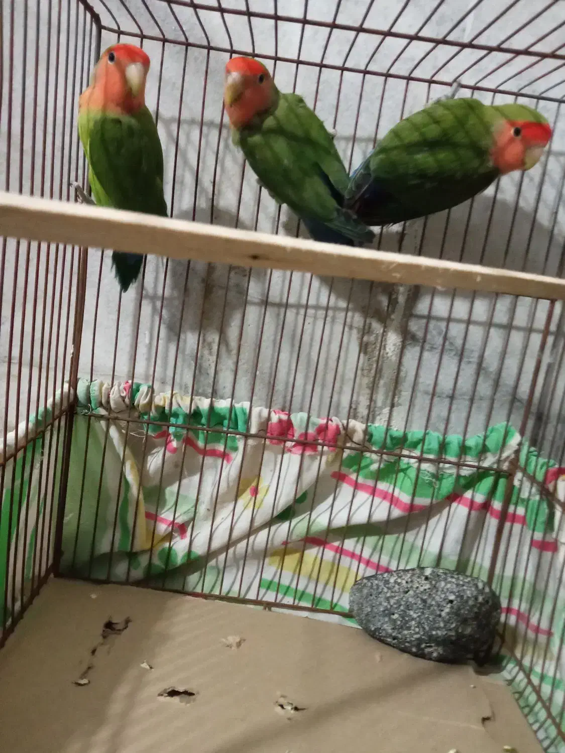 طوطی برزیلی|پرنده|کامیاران, |دیوار