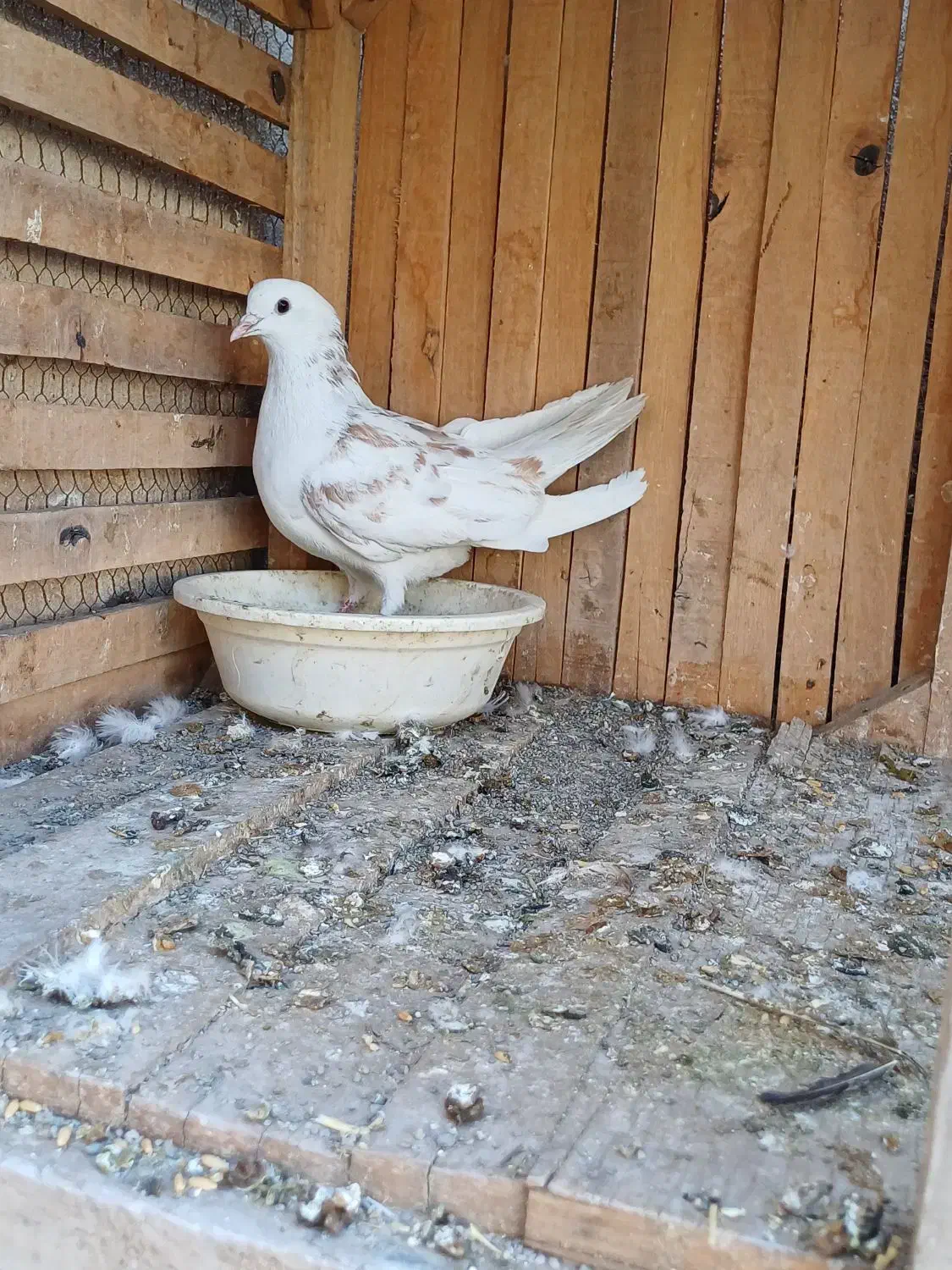 کفتر|پرنده|قم, شهر قائم|دیوار