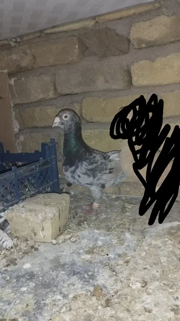 کفتر|پرنده|تربت‌حیدریه, کلاته توکلی|دیوار