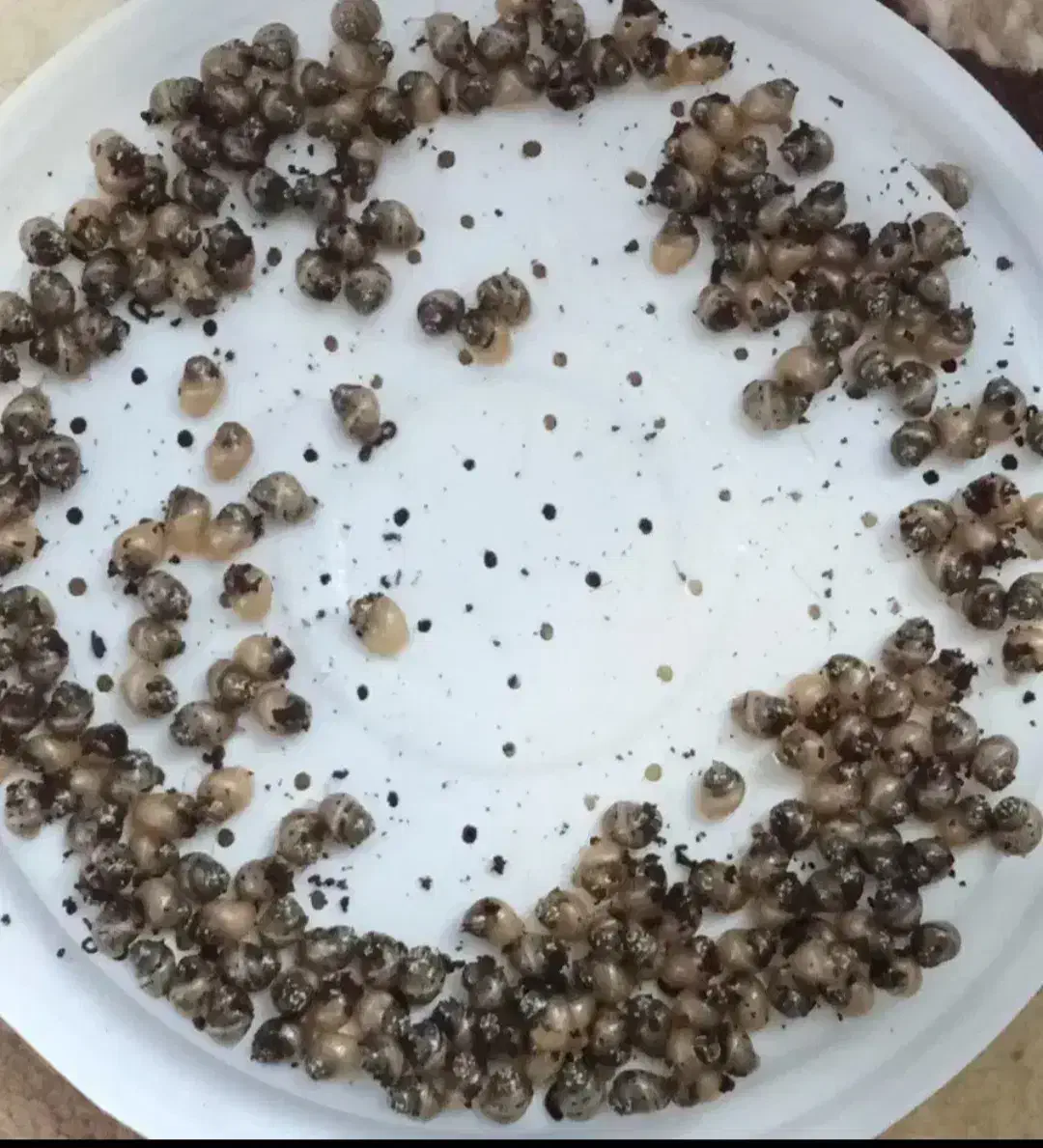 حلزون پرورشی|خزنده|تبریز, |دیوار