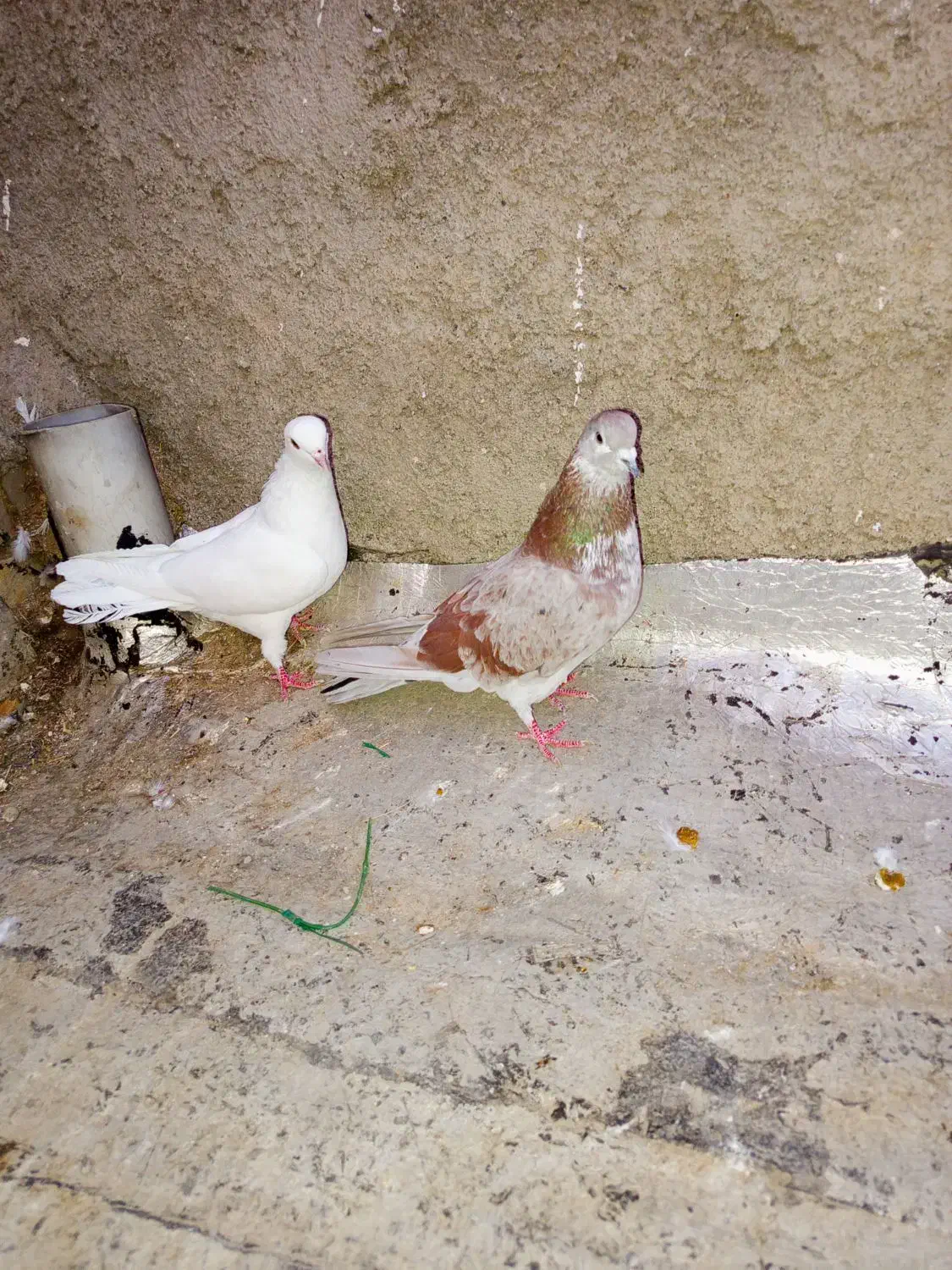 یه جفت کبوتر پرشی 7 ساعتی 8 نیم سفیده|پرنده|چالدران, |دیوار