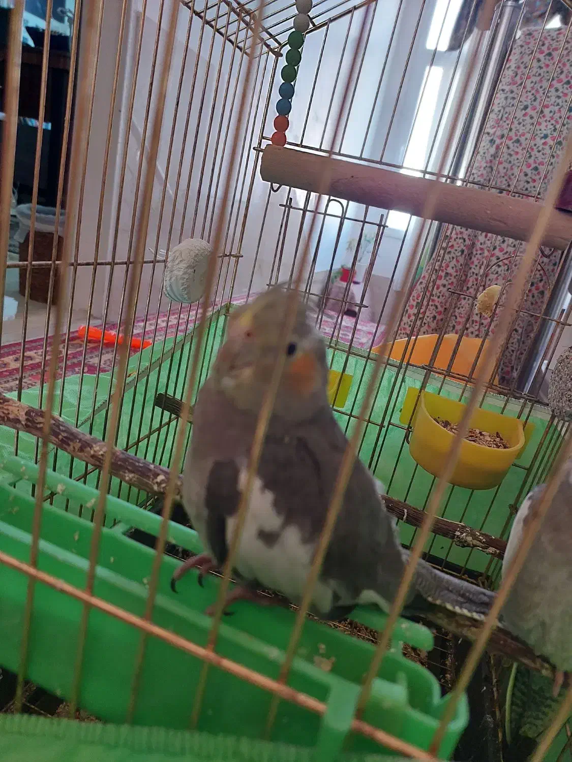 عروس هلندی گم شده|حیوانات|رشت, کوی مهر|دیوار