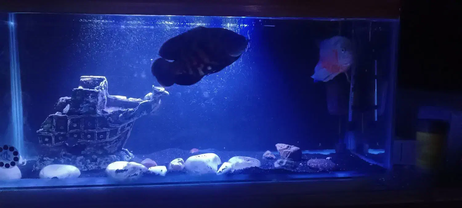 اکواریوم و ماهی|ماهی|قرچک, میرزائی شمالی|دیوار