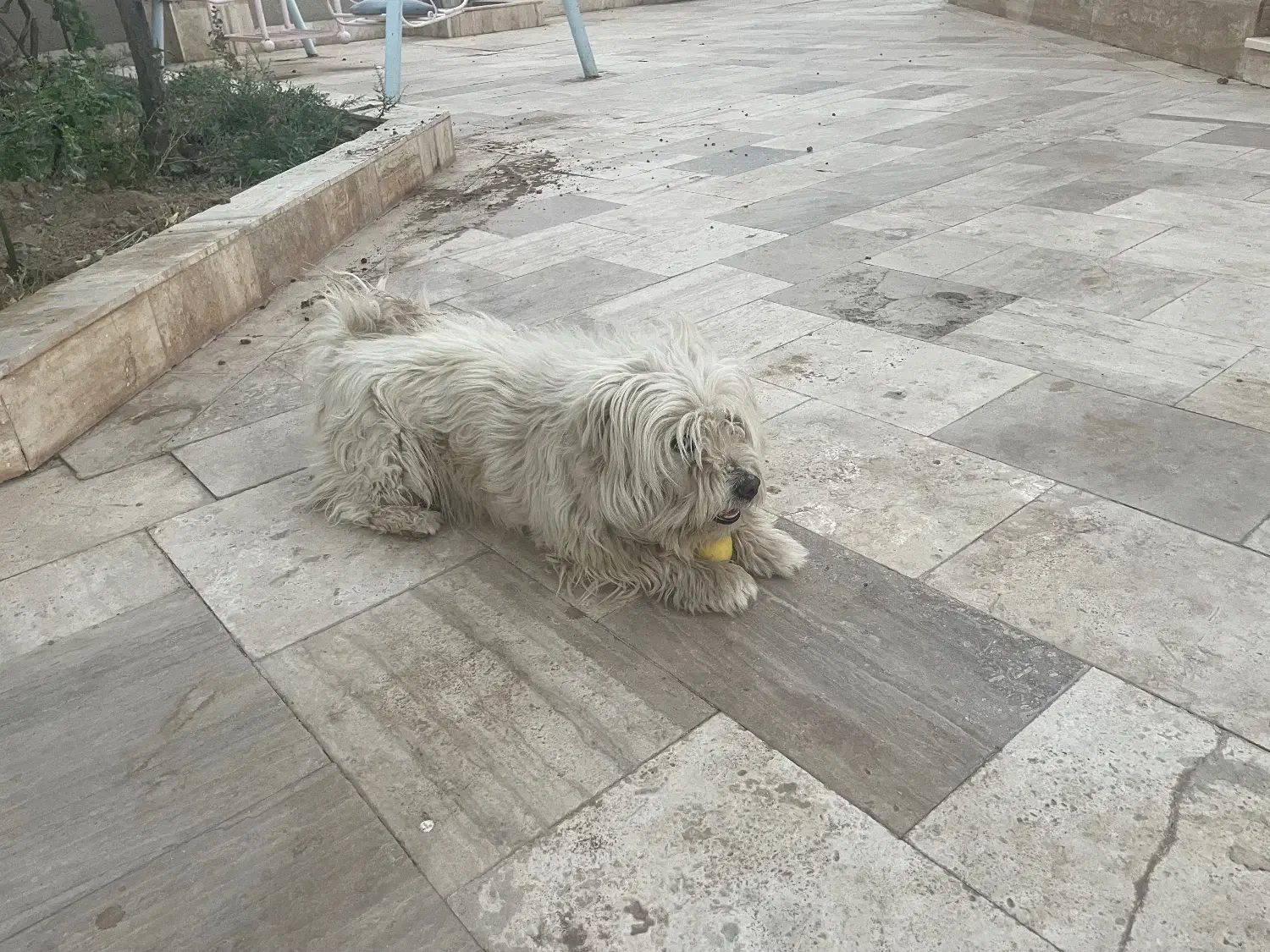 واگذاری سگ|سگ|قائن, |دیوار