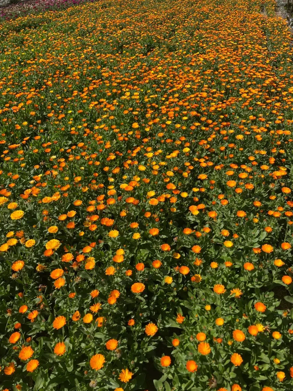 بذرگل|گل و گیاه طبیعی|بابل, |دیوار