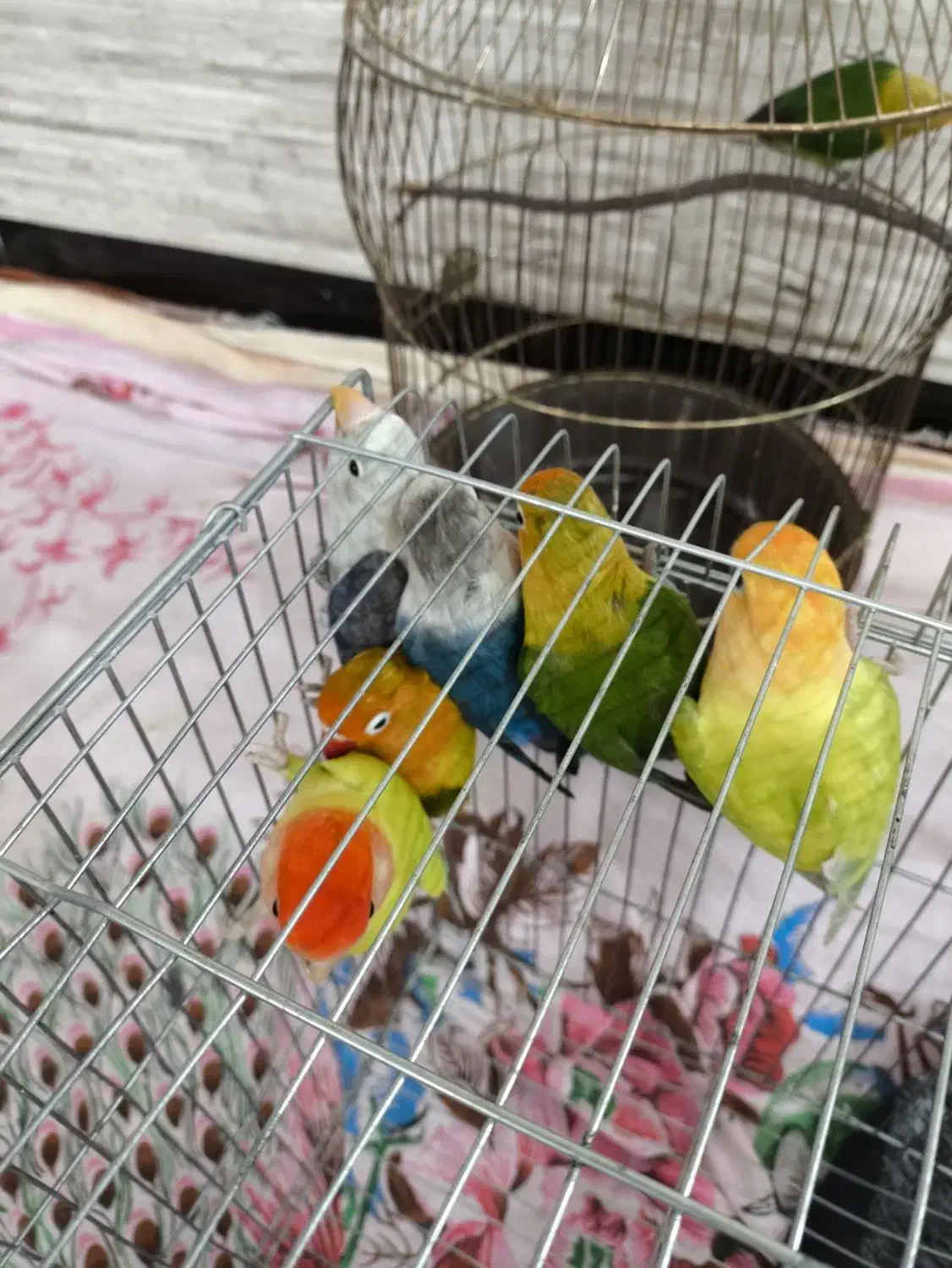 طوطی لاو برد|پرنده|چرام, |دیوار