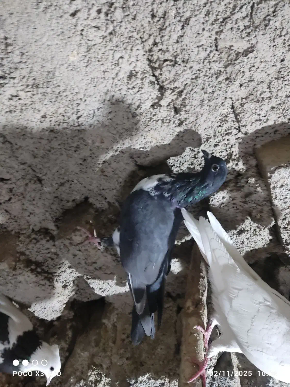 کبوتر|پرنده|پیر سلیمان, |دیوار