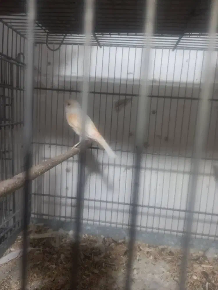 یک عددقناری ماده موزایکی یک هفته دیگه کاملن اماده|پرنده|اهواز, کوروش|دیوار