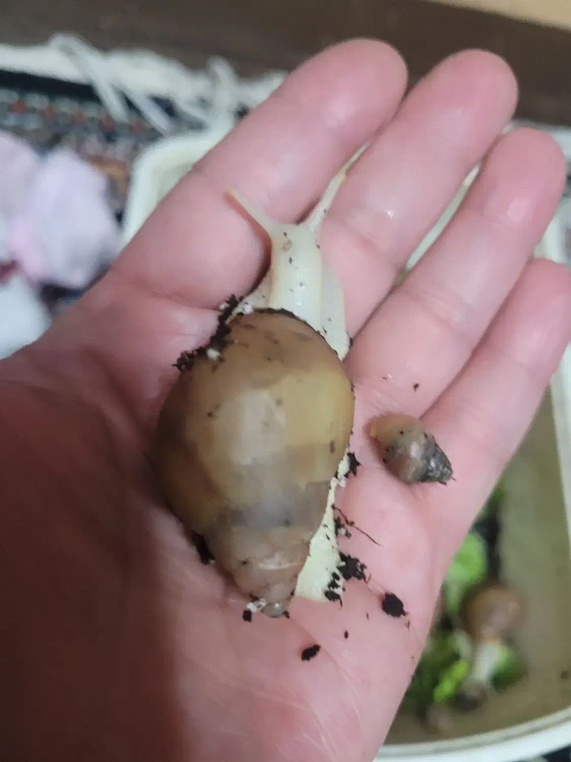 حلزون آچاتینا|خزنده|مشهد, بهمن|دیوار