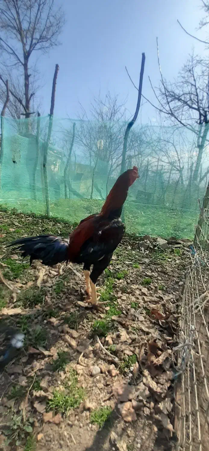 خروس لاری|حیوانات مزرعه|رشت, دروازه لاکان|دیوار