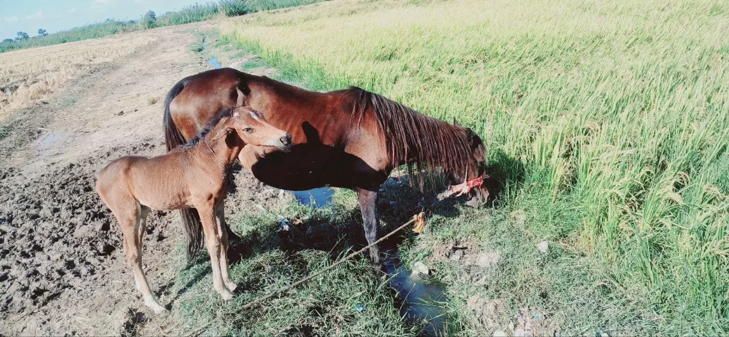 ماده یان وکره|اسب و تجهیزات اسبسواری|گرگان, |دیوار