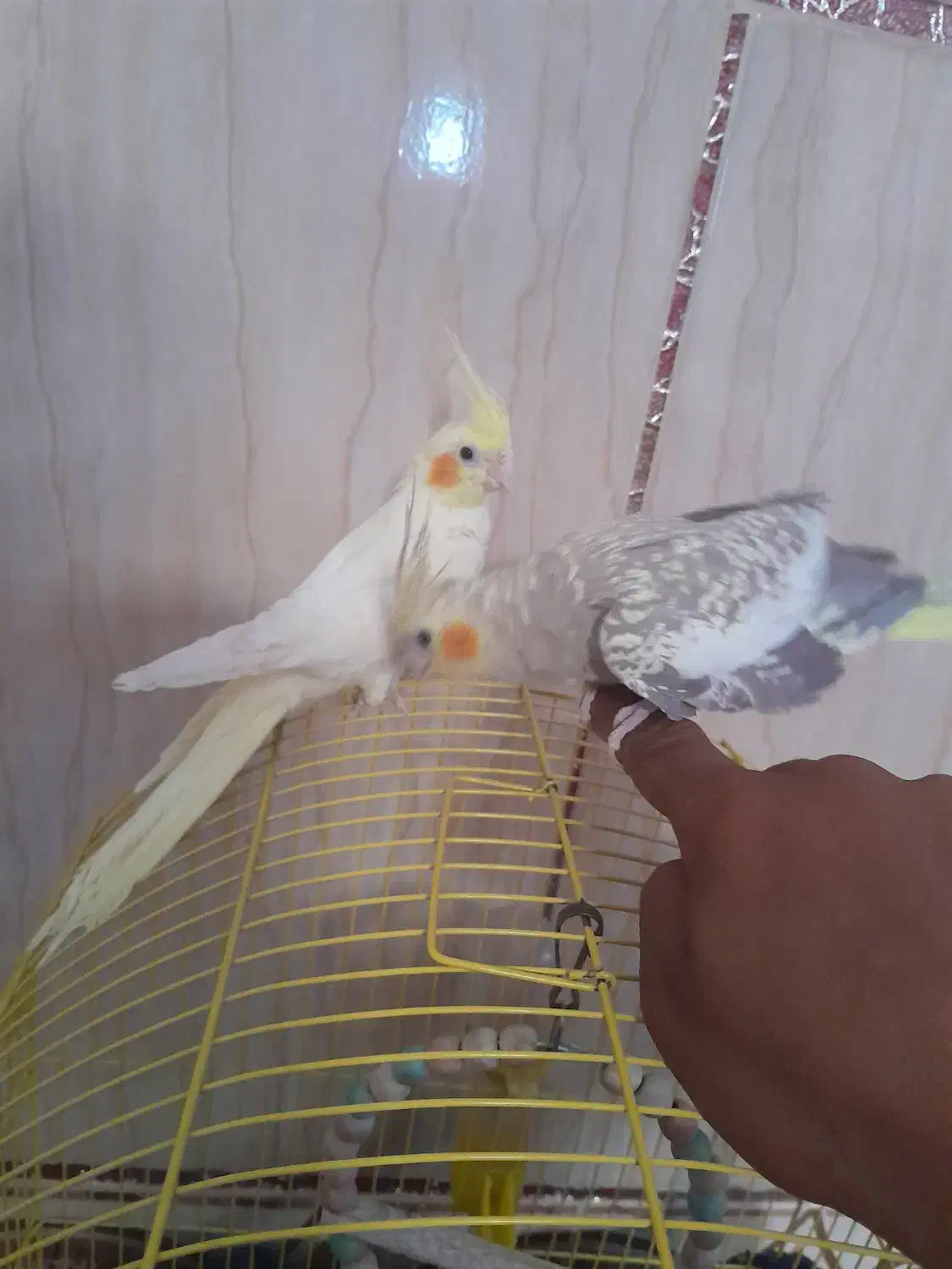 عروس هلندی|پرنده|کرباسک, |دیوار