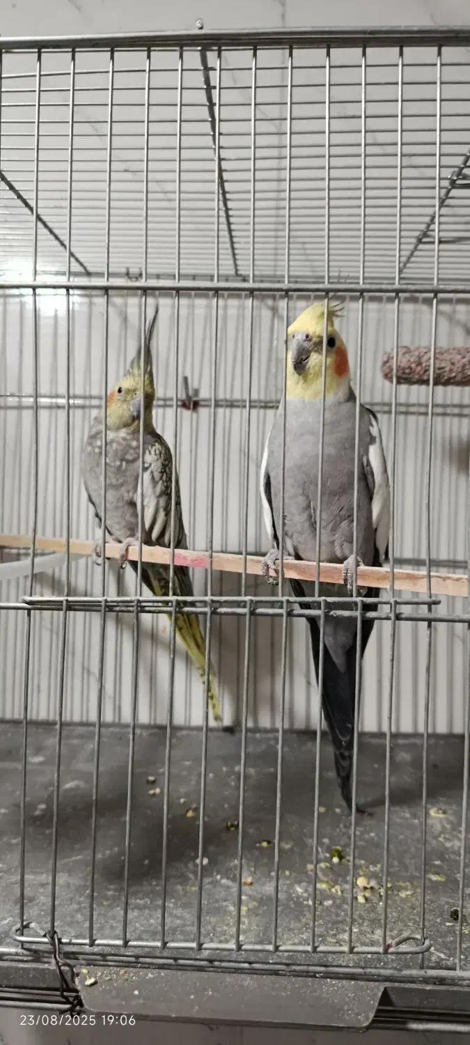 عروس هلندی مولد|پرنده|خرمدره, |دیوار