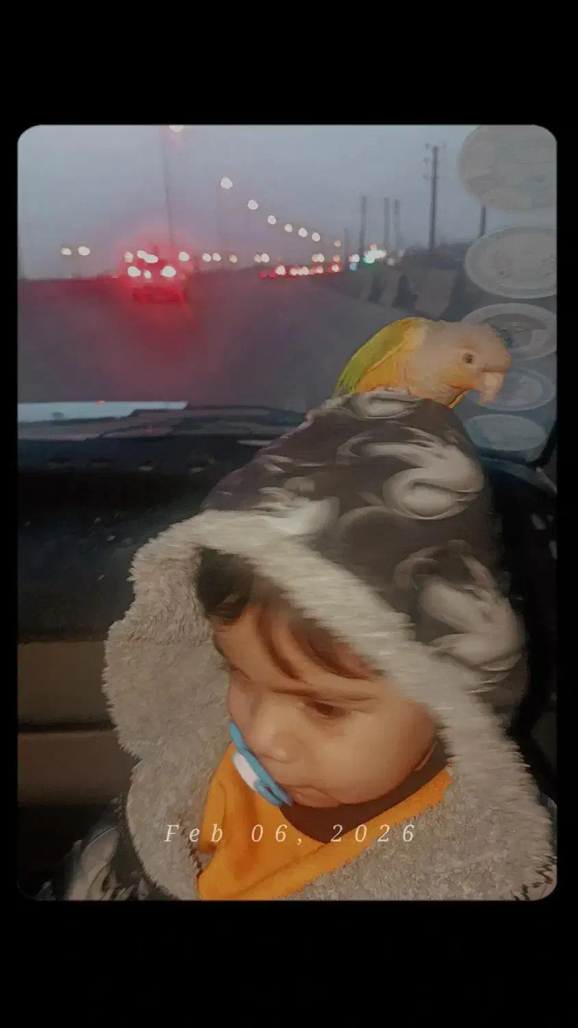 طوطی گرینچیک|پرنده|تهران, هرندی|دیوار