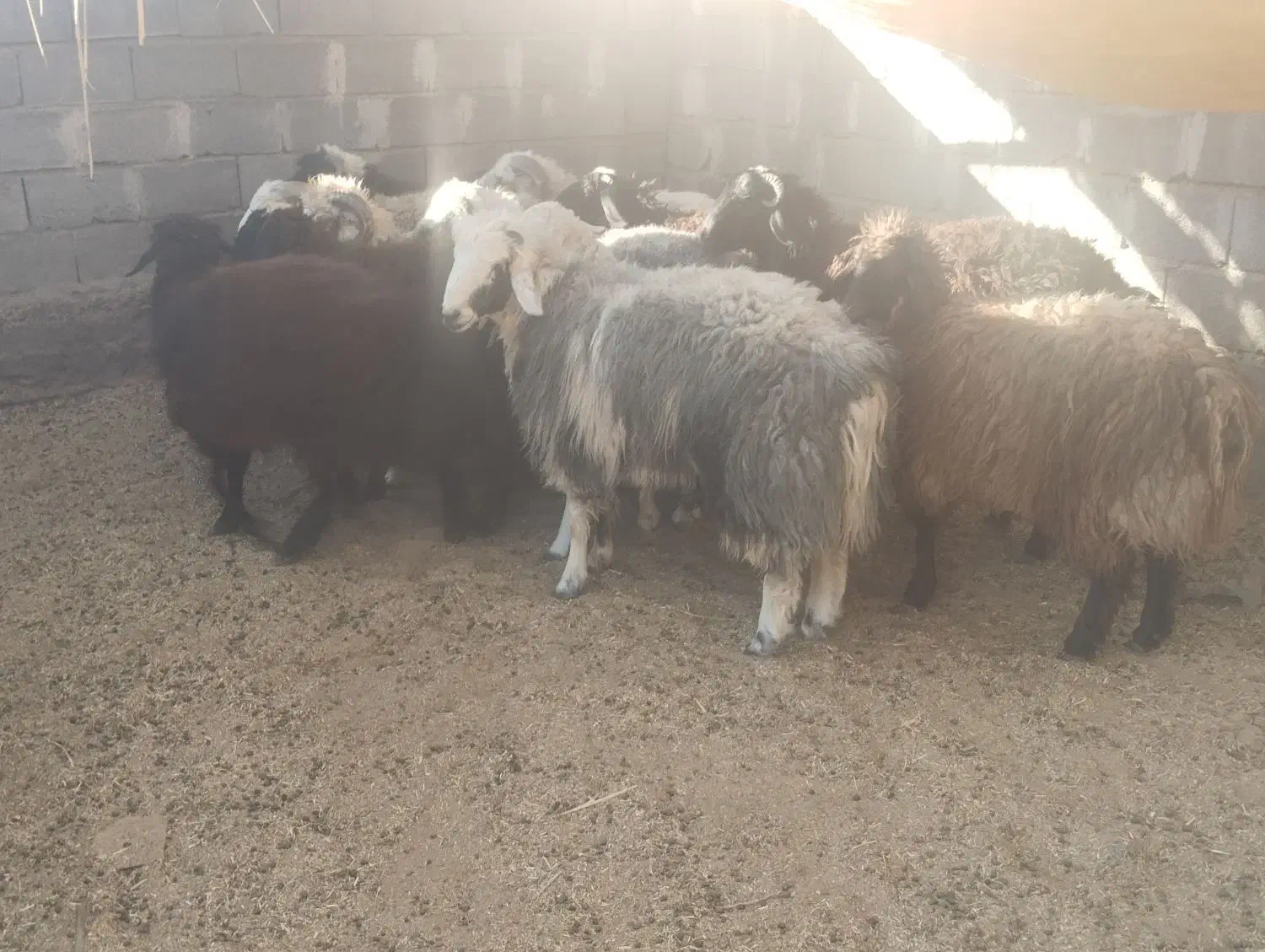 فروش بره چاق|حیوانات مزرعه|بختگان, |دیوار