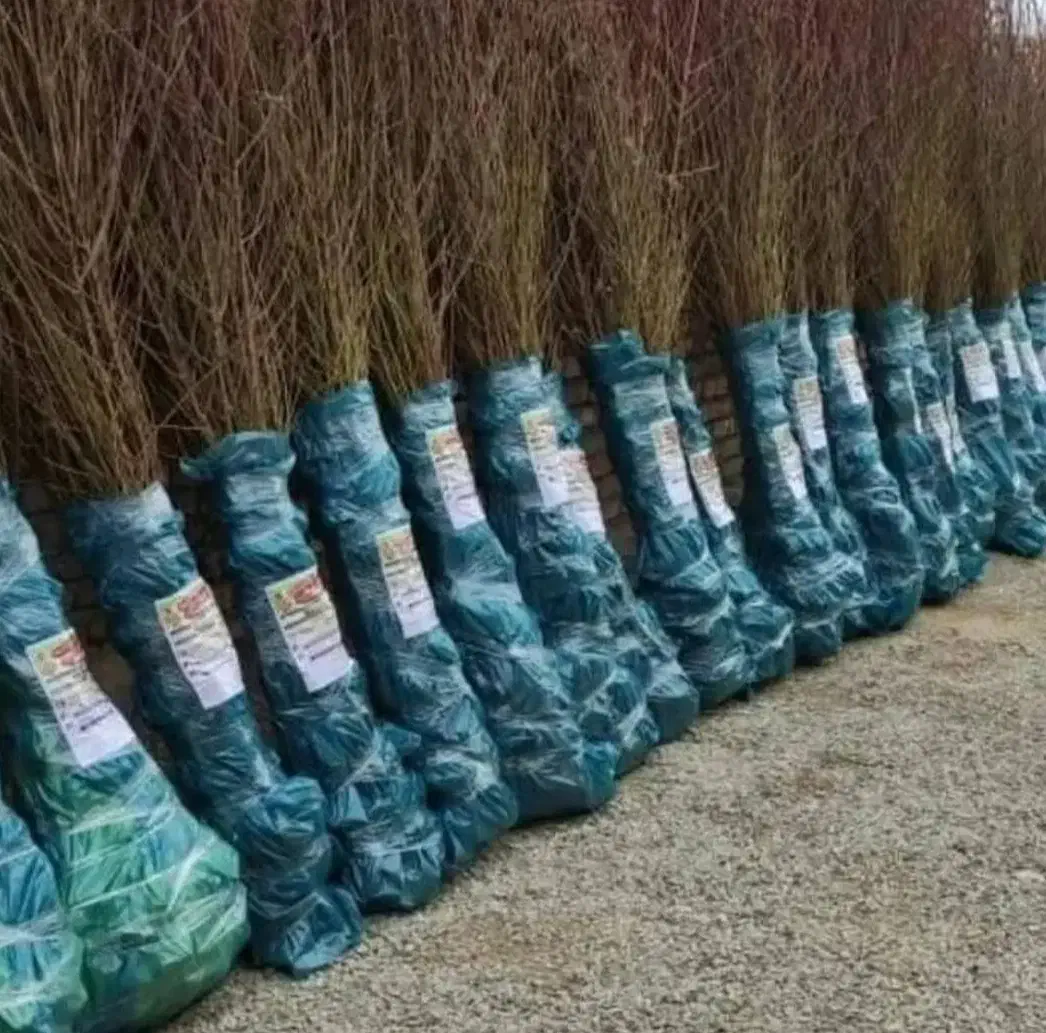 نهالستان فروش نهال های گردو صنوبر و بادام|خدمات باغبانی و درختکاری|قم, چهل درخت|دیوار