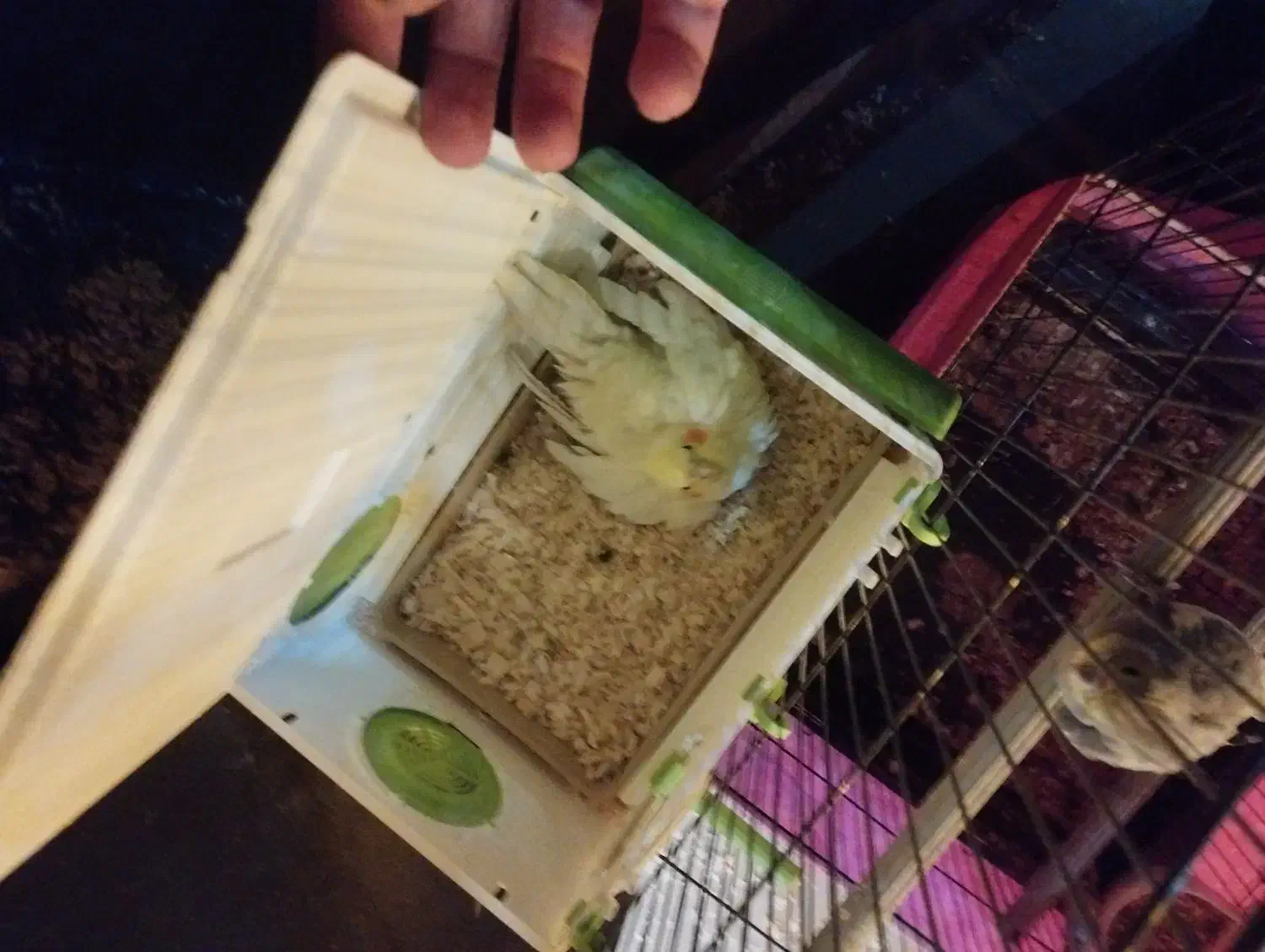 2جفت عروس هلندی مولد|پرنده|قرچک, مهدیه|دیوار