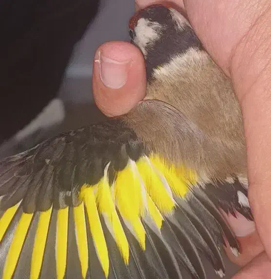 سهره نر|پرنده|پارسآباد, |دیوار