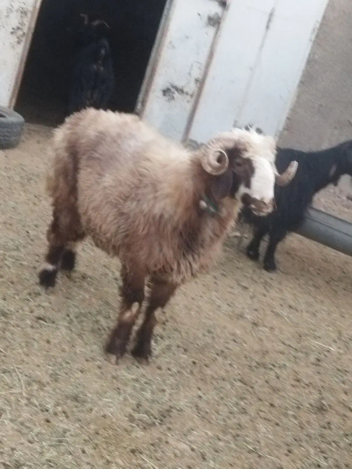 بره قوچ|حیوانات مزرعه|وردشت, |دیوار