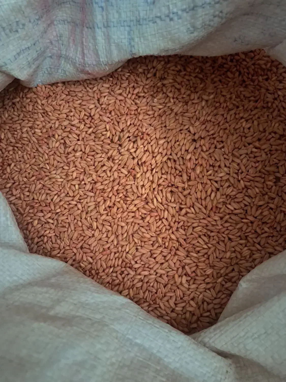 بذر گندم دیمی بوجاری شده|خدمات باغبانی و درختکاری|میاندوآب, |دیوار