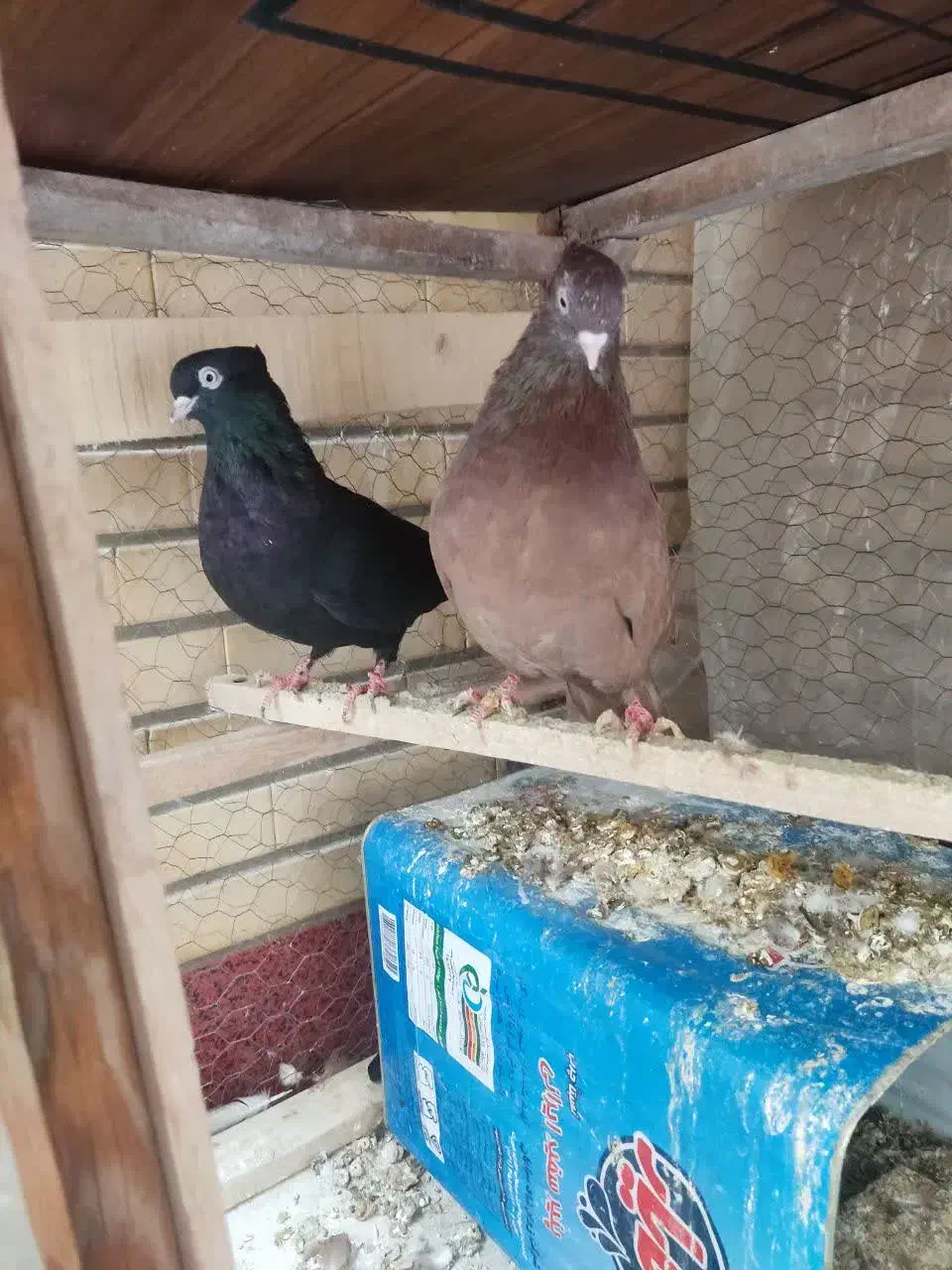 کبوترقیل و سرخ چشم و نوک سفید|پرنده|شهرضا, |دیوار