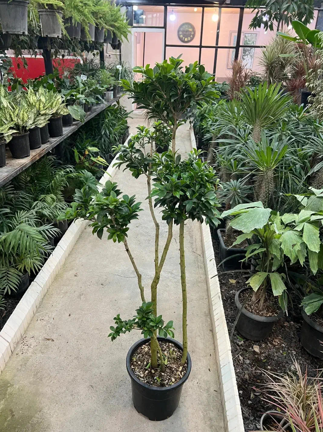 فیکوس رتوزا|گل و گیاه طبیعی|رشت, بیجارپس|دیوار