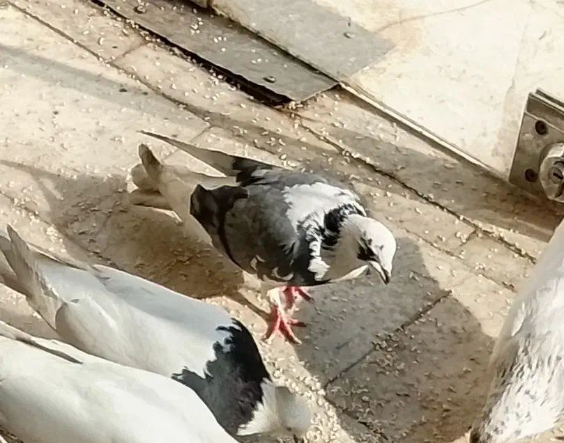 ۲عددکبوتر گمشده مشکین دشت|پرنده|مشکیندشت, |دیوار