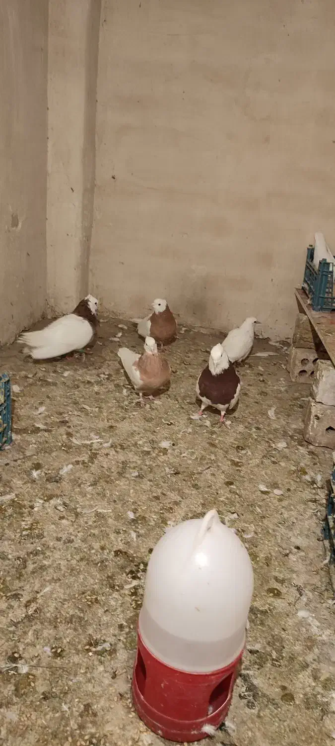 کفتر رنگه،آلمانی|پرنده|تربت جام, میرقوام الدین|دیوار