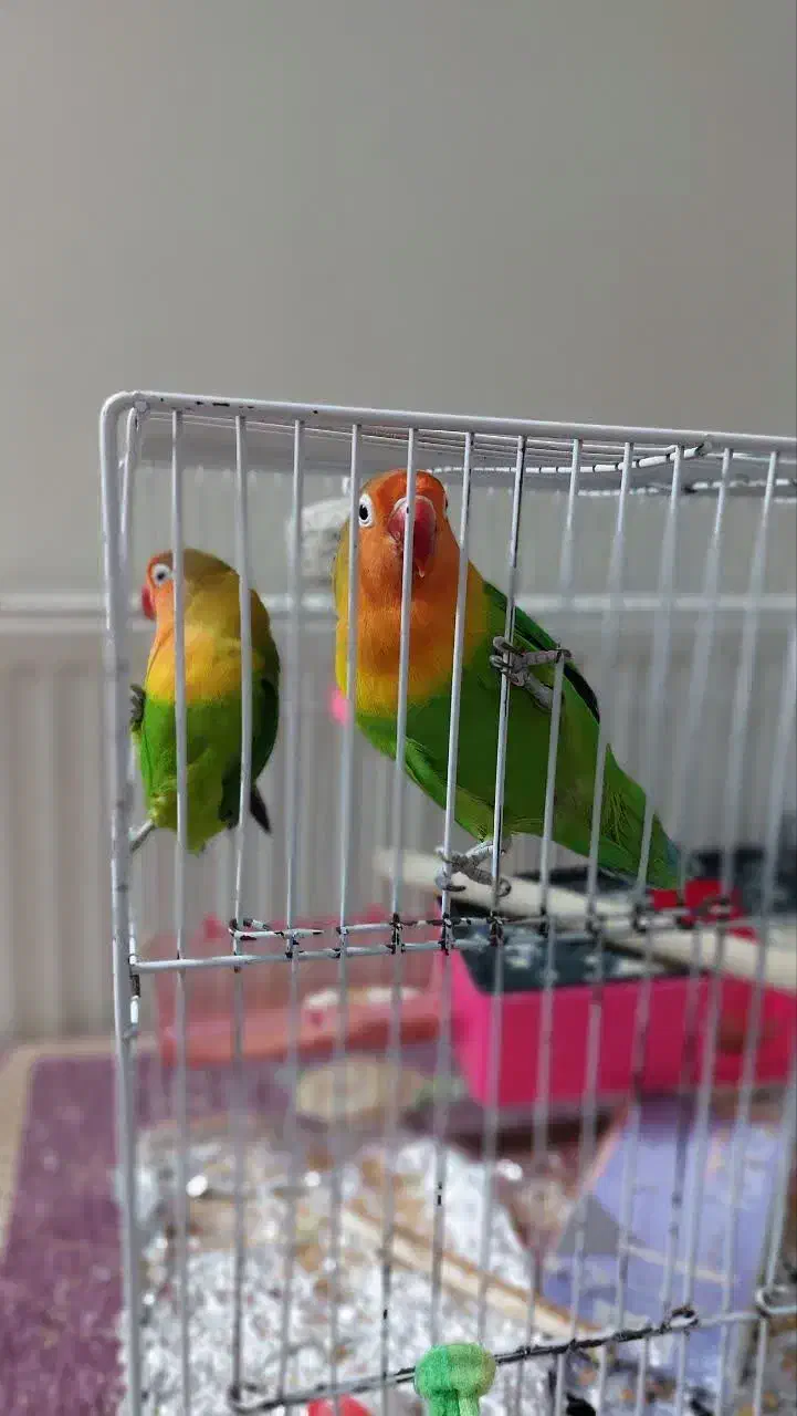 طوطی کوتوله برزیلی|پرنده|مشهد, آبادگران|دیوار