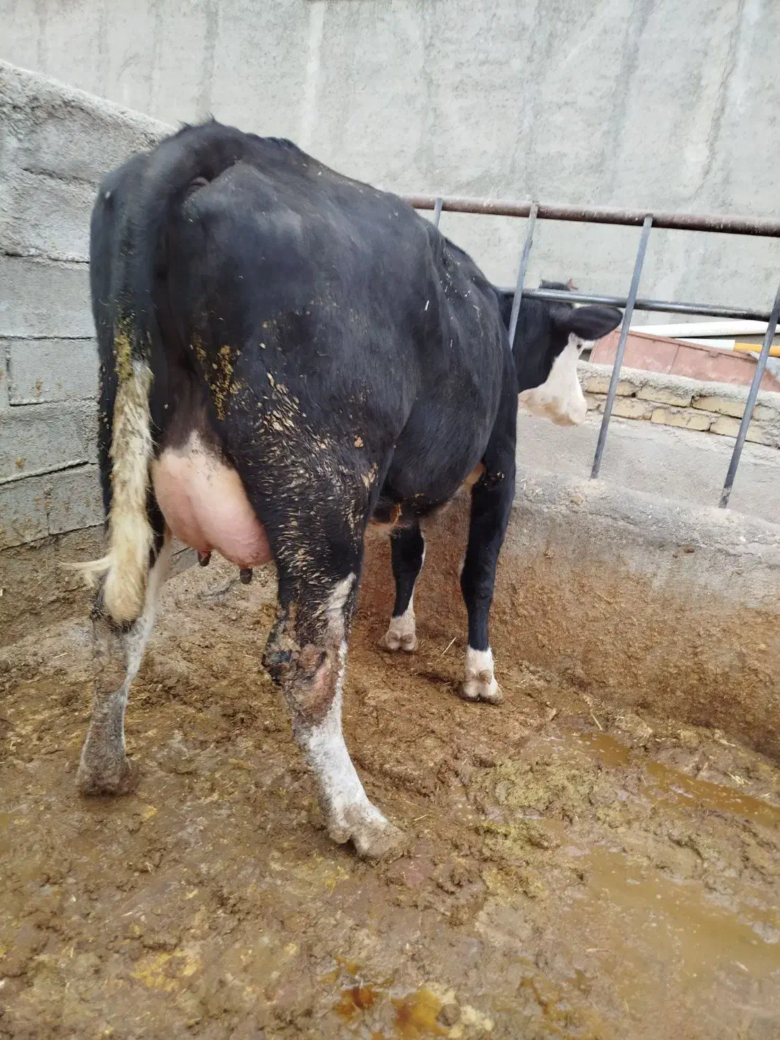 گاو شیری سمینتال تلیسه|حیوانات مزرعه|قزوین, |دیوار