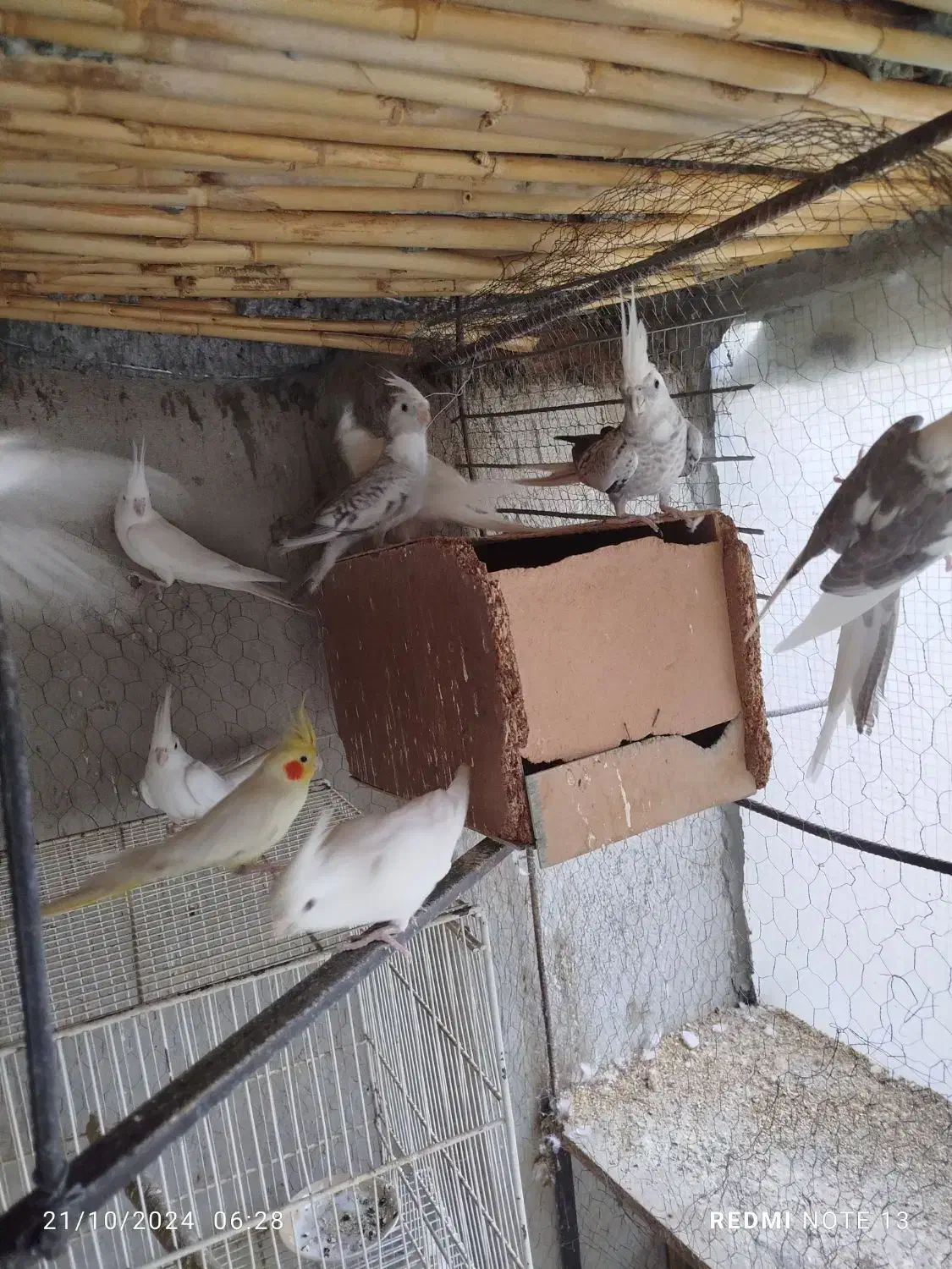 عروس هلندی|پرنده|جوین, |دیوار