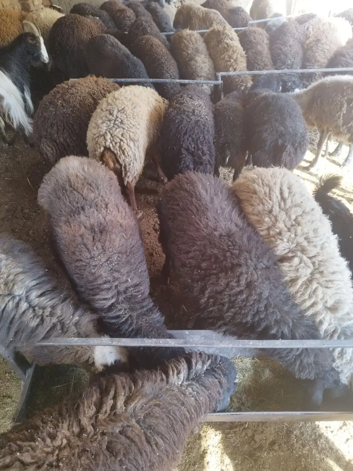 گوسفند زنده بره میش قربانی|حیوانات مزرعه|قرچک, صالح آباد|دیوار